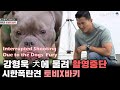 개통령 강형욱 고민견에 물려 ※촬영중단※ 시한폭탄견 아메리칸 불리 토비와 바키(feat. ITZY) [개는 훌륭하다]