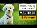 Ist ein malteser der richtige hund fr mich 19 fakten ber malteser