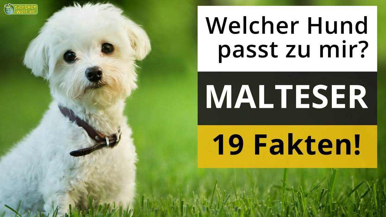 ein Malteser der richtige für mich? 19 Fakten über Malteser! - YouTube