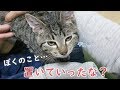 1泊して帰宅した飼い主に会った時の子猫の反応【チューチューが止まらない…】