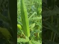 lady finger in our kitchen garden #shorts #ytshorts #ladyfinger #kitchengarden