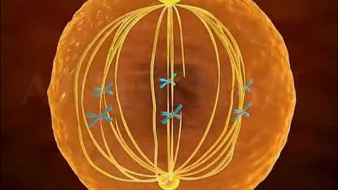 MITOSIS 3D ANIMATION || phases of mitosis || PROPHASE || METAPHASE || ANAPHASE || TELOPHASE