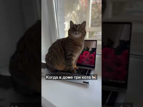 Коты и их любимые места для сна: топ лучших вариантов #cat #кот #веселыекоты