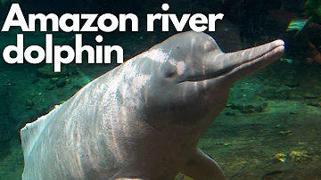Discovering the Amazon River Dolphin: Nature's Pink Wonder