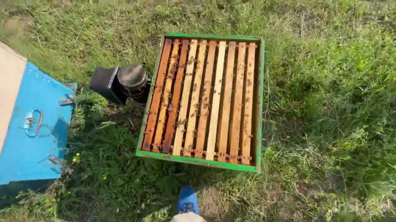 Diferența dintre puiet varos si puiet răcit!!! Filmuleț real !!!