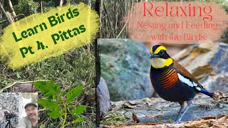 Learn Birds - Relaxing, Drinking and Bathing with the Birds. [ Pittas 2024 ]