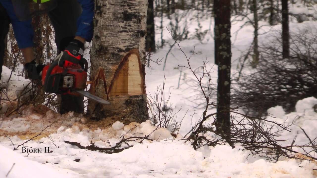 trädfällning trädfällning