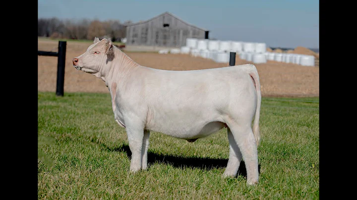 Mears Family Livestock     Resource X Sandra Dee