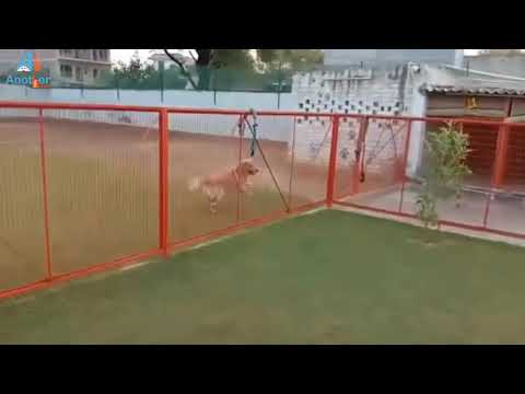 Dog Exploring The Spacious Play Area At Another Home