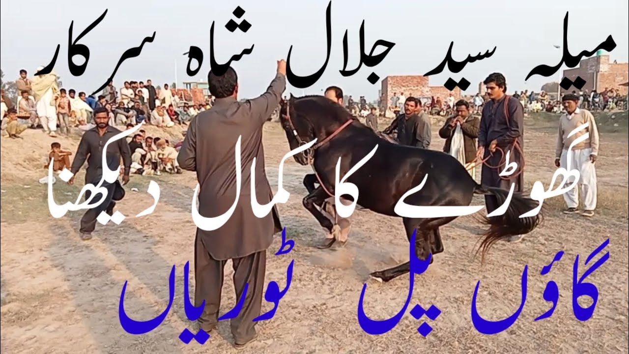 گھوڑے کا کمال دیکھیےمیلہ سید جلال شاہ سرکار  گھوڑا ڈانس گاؤں   پل  ٹوریاں گھوڑا ناچ 