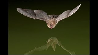 OnTopic: Amazing World of Bats, Nature's Tiny Fighter Jets