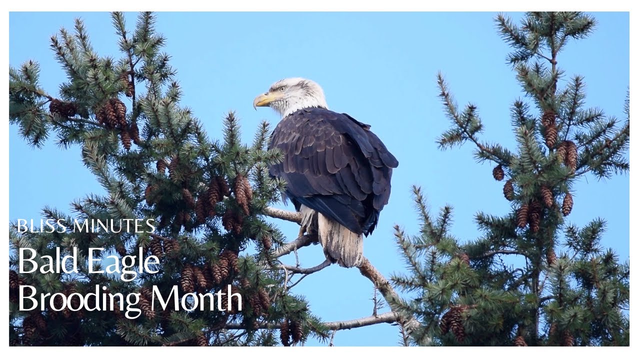 Bald Eagle Brooding Month | Oceans Bliss - YouTube