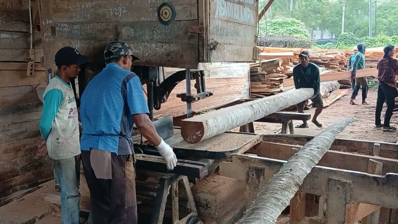 Discover the Best Solution for Sawing Old Coconut Trees Without Waste
