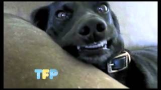 The Funny Pit - Dog Smile