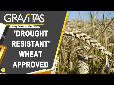 Gravitas: Argentina approves use of genetically modified wheat