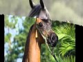 دبكة خيل رهيبه 
