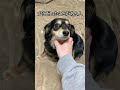 犬の触り方