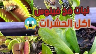 نبات فخ فينوس (اكل الحشرات)