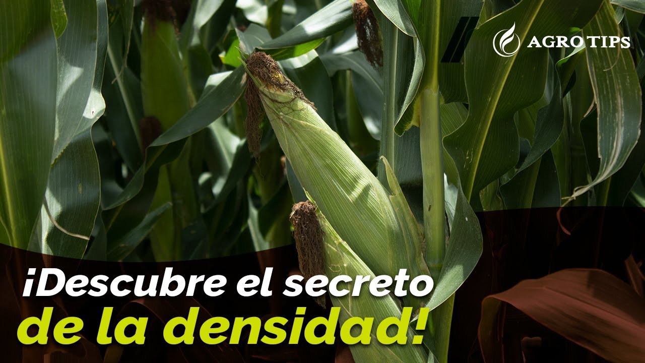 DENSIDAD DE SIEMBRA EN EL MAIZ