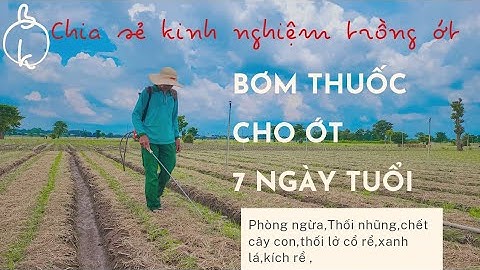 BƠM THUỐC CHO ỚT 7 NGÀY TUỔI