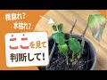 根腐れ？水枯れ？　ここを見て判断して！