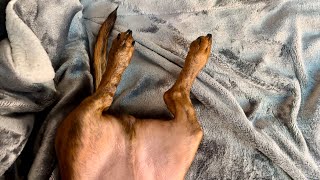 Mini dachshund's goofy little legs