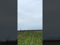 Ducks dumping in corn field