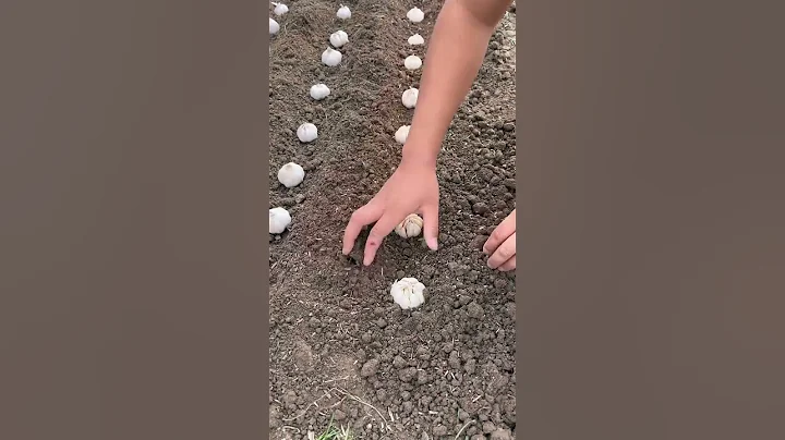 Garlic garlic planting spreading agricultural knowledge communication positive energy agriculture