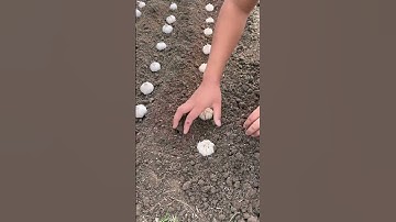 Thumbnail of Garlic garlic planting spreading agricultural knowledge communication positive energy agriculture