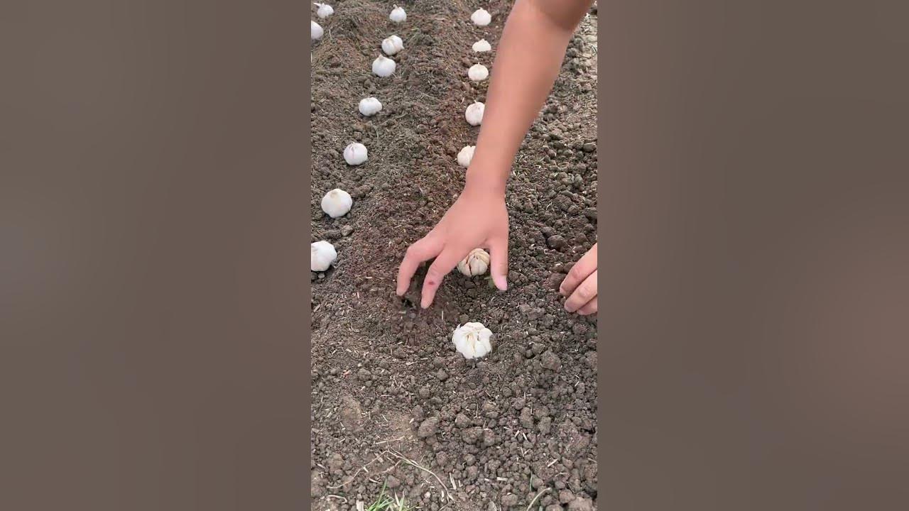Garlic garlic planting spreading agricultural knowledge communication positive energy agriculture