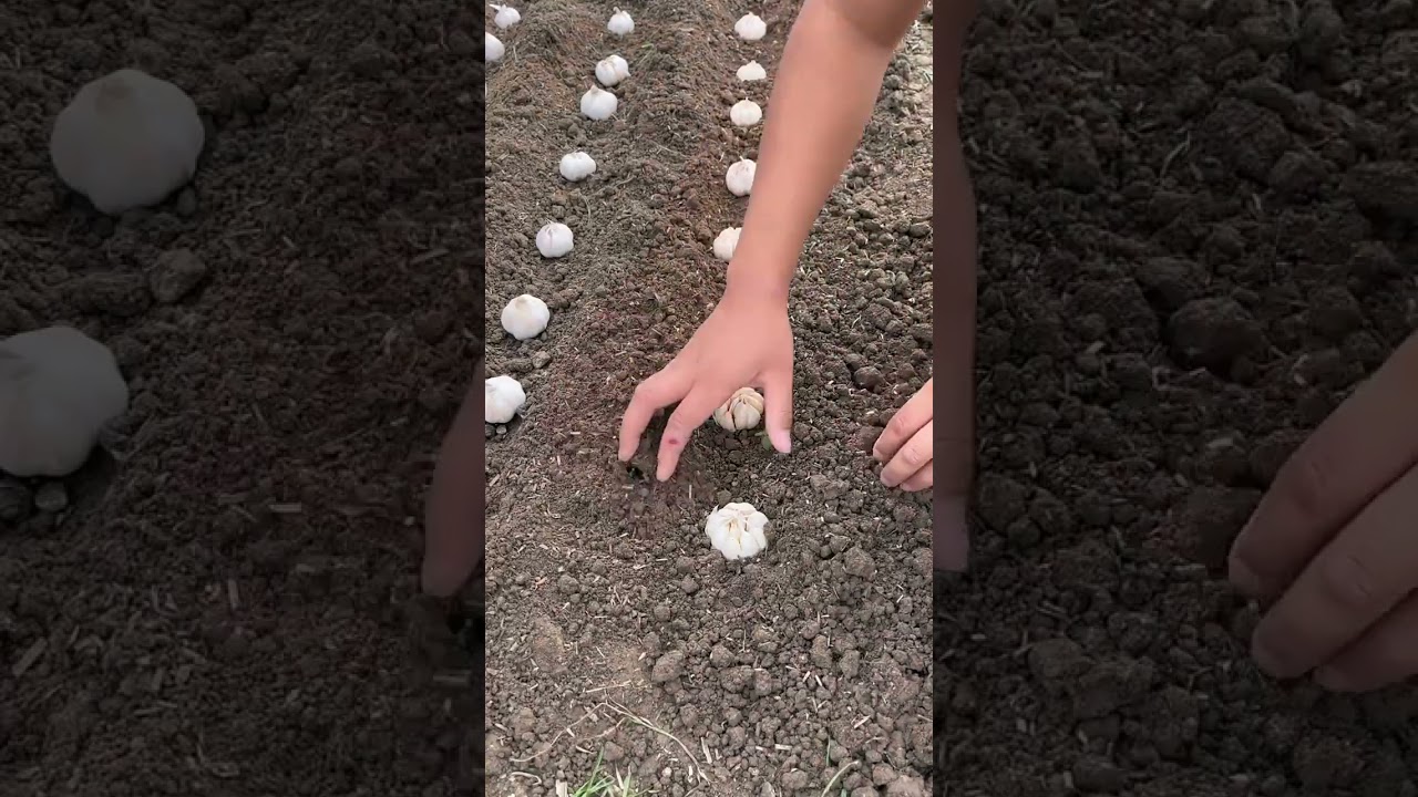 Garlic garlic planting spreading agricultural knowledge communication positive energy agriculture