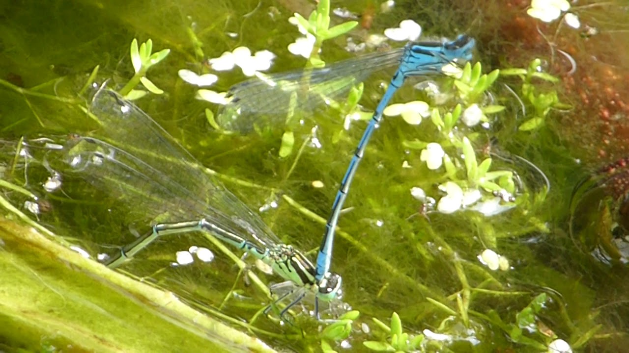 Blue Damselflies - Enallagma cyathigerum - Laying eggs - Meyjarflugur - Glermey - Flugur