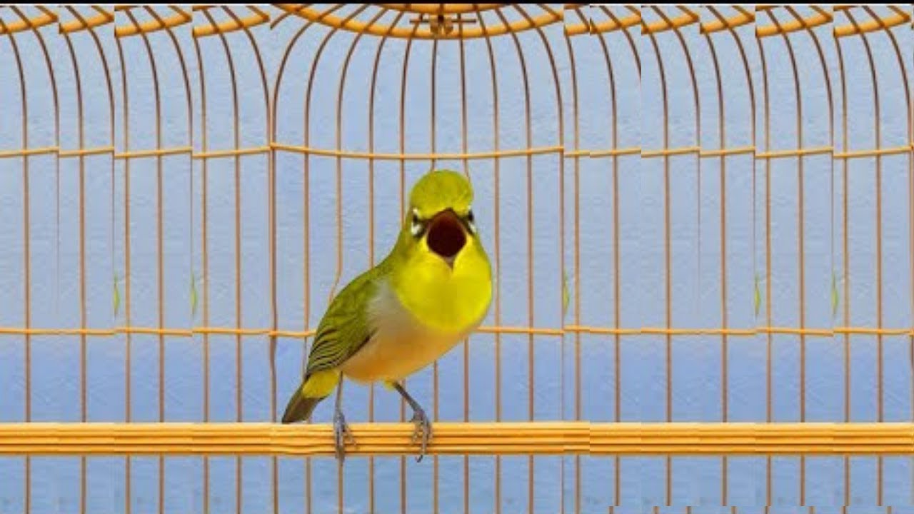 Khuyên mái kích trống nhanh líu nhất | máikisch là trống líu ngay