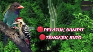 PELATUK SAMPIT vs TENGKEK BUTO |masteran jeda gemercik air mengalir