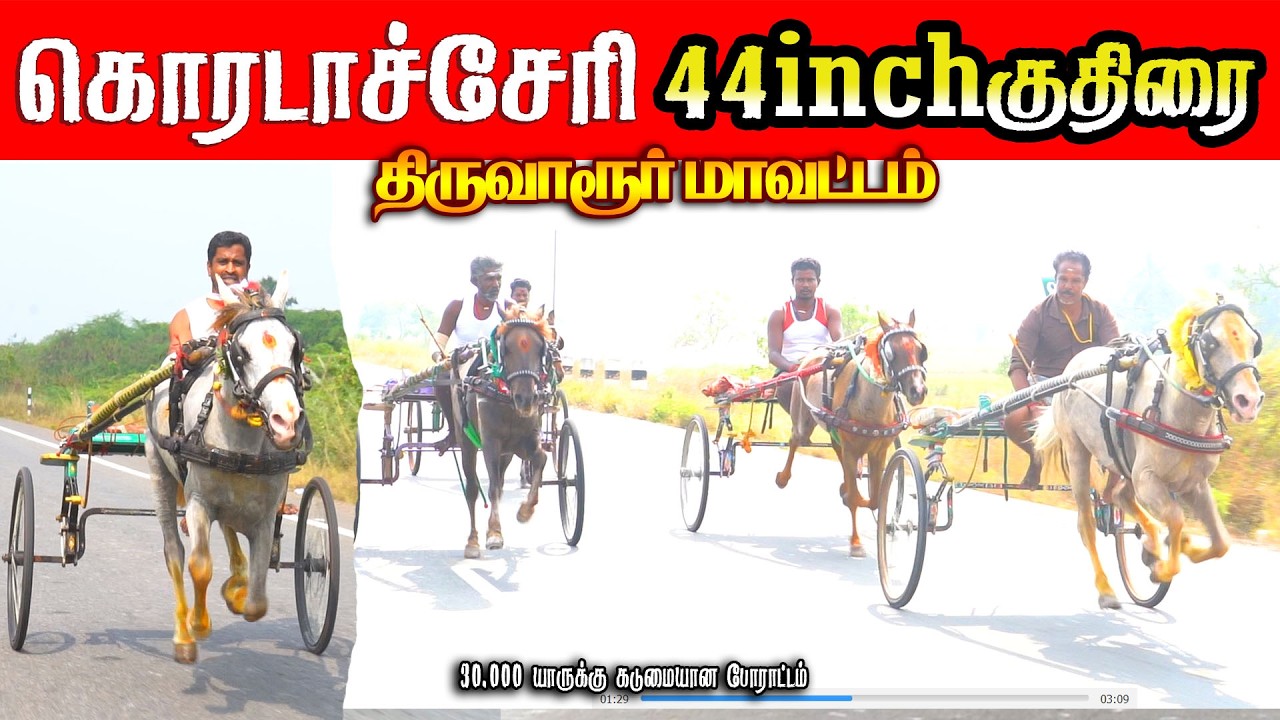 கொரடாச்சேரி 44 inch சிறியகுதிரை 15/02/2026