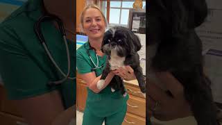 😫 WHY IS HE SO CUTE!!! #Shihtzu #blackshihtzu #sampsontheshihtzu #ilovehim #ilovedogs