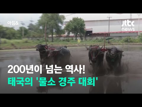 1800년대부터 <strong>풍년</strong> 기원 전통…태국의 &amp;#39;물소 경주 대회&amp;#39; / JTBC 아침&amp;amp;