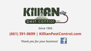 Killian Pest Control -  Spider 5-18