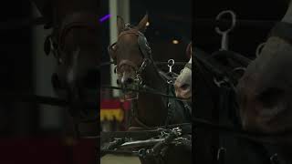 Download Lagu 2024 HORSE MANIA STORY SATURDAY 6 CLEAN MP3