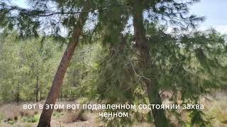 Выпускники нашей клиники - категория мышления. Часть восьмая // קטגוריית חשיבה - חלק שנים עשר