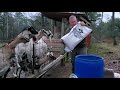How we feed our French Alpine dairy goats