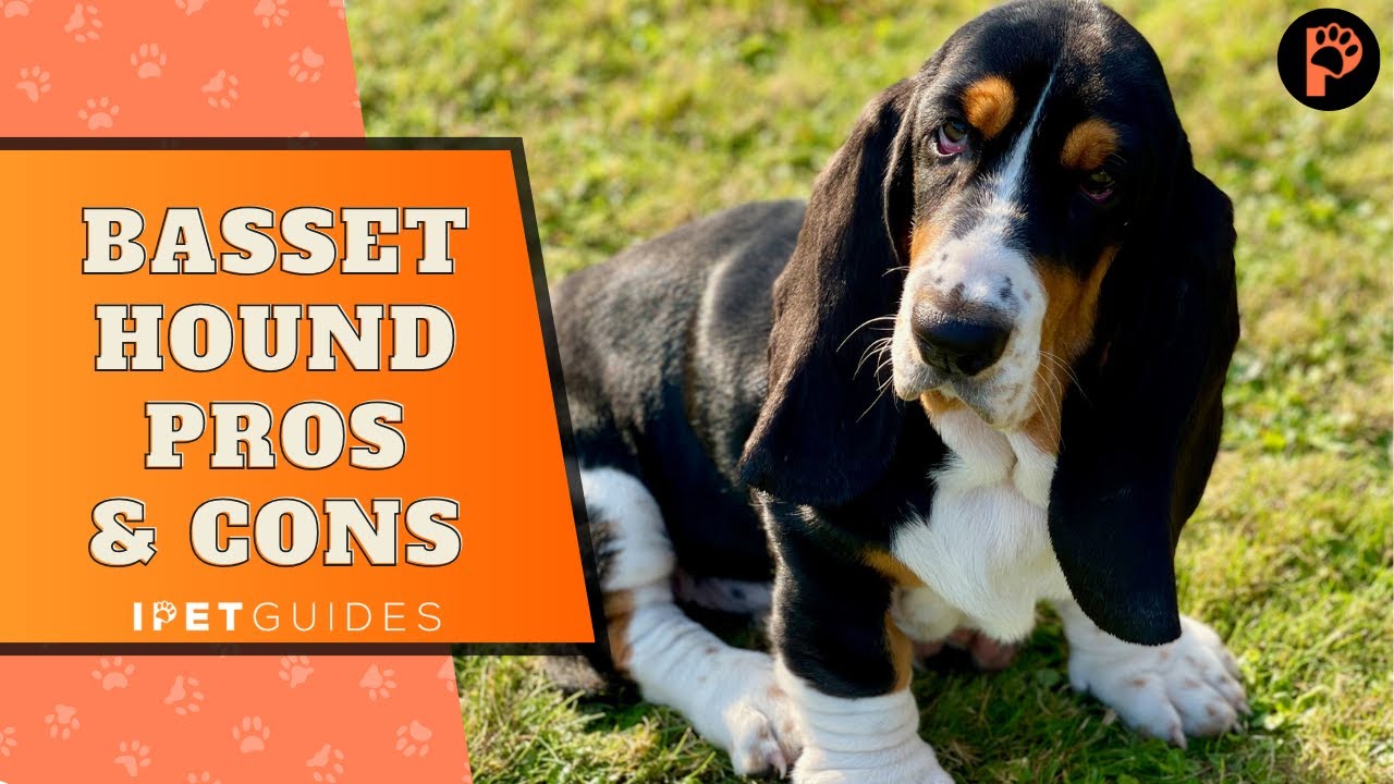 13 Pros and Cons of Owning a Basset Hound YouTube