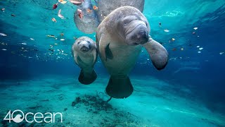 Save the Manatee 4ocean