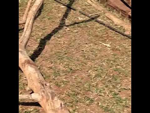Video: Americký Foxhound Plemeno Hypoalergénne, Zdravie A životnosť