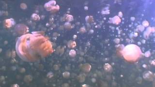 Jellyfish Lake Mastigias Papua - Palau