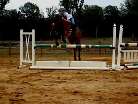 Woodlands Cloud Cruiser- 14.1 hand thoroughbred welsh pony for sale