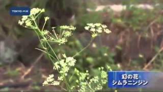 幻の花　シムラニンジン