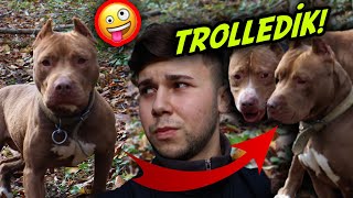 BOYKA VE EVA'YI ORMANDA TROLLEDİK! 😱 (KEDİ SESİNİ DUYUNCA ÇILDIRDI)
