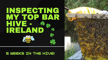 Inspecting a Top Bar Hive - Ireland