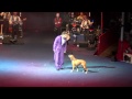 Boxer Dog in Roncalli Circus 2012.mp4